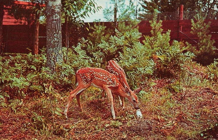 Animal Land - Postcards And Promo (newer photo)